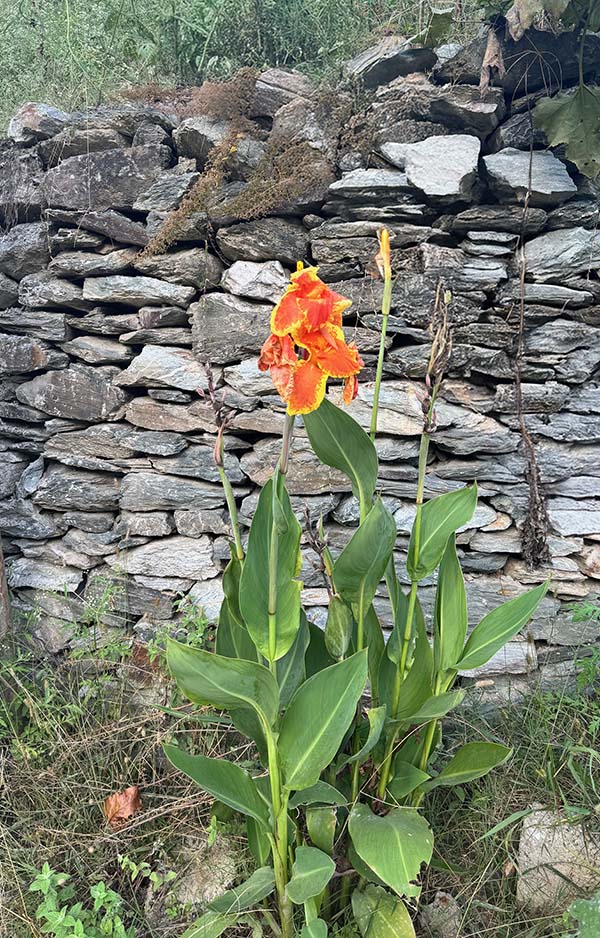 Flower-Wall